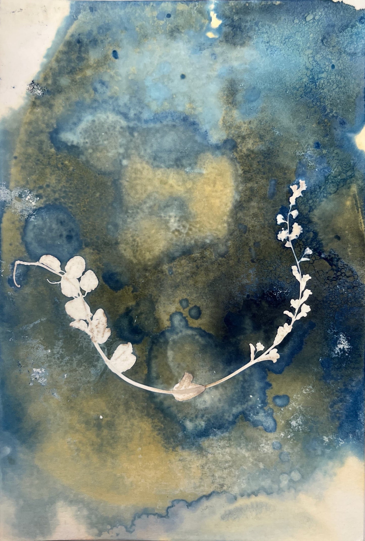 Untitled flower wet cyanotype