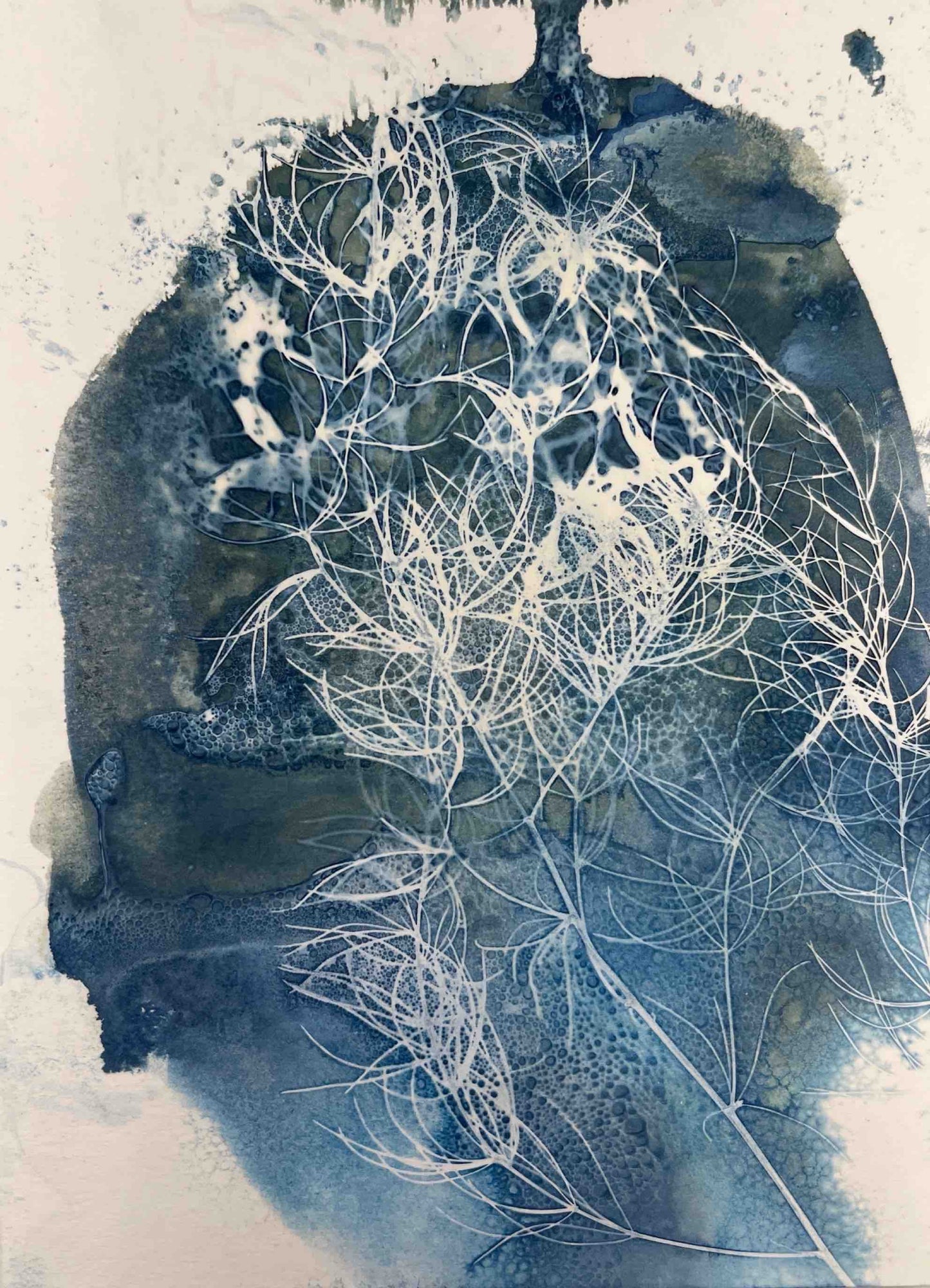 Asparagus growth wet cyanotype