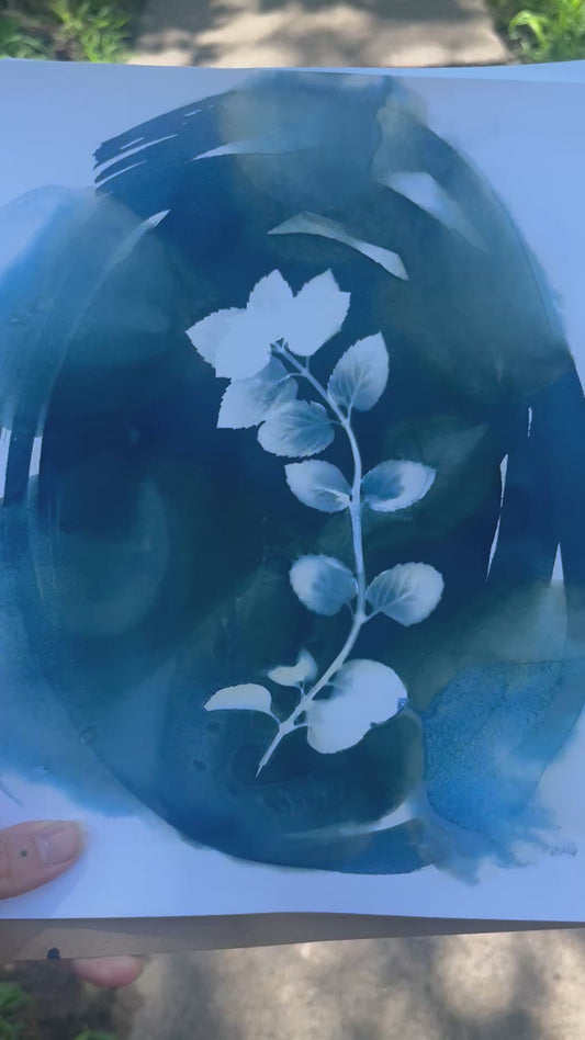 3 Cyanotype Mystery Print Bag 8x10
Unframed Art Prints